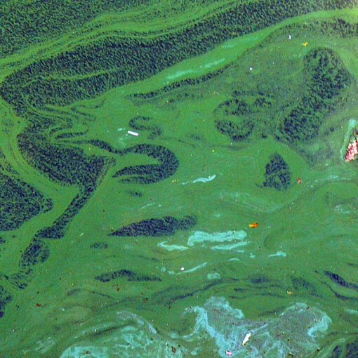 Cyanobacteria Efflorescence